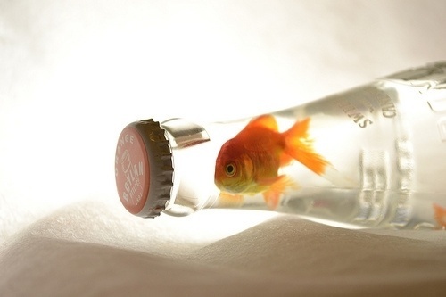 tumblr_ly2v3oW7Lw1qb32u7o1_500.jpg on imgfave #goldfish