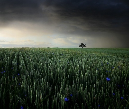 Little Blue Stars, photography by Egon Kronschnabel #tree