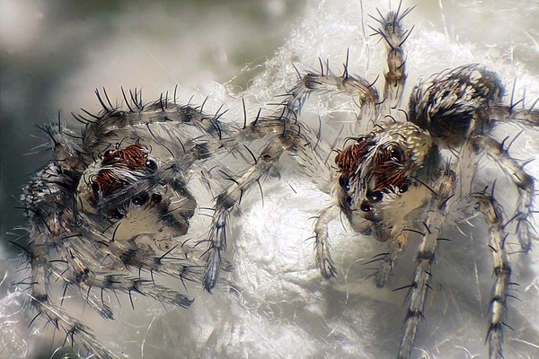 Lynx Spiders #photography #spiders #microscope
