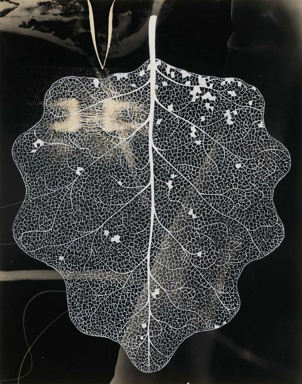 but does it float #flourish #lines #lifework #leaf #nature #organic #detail
