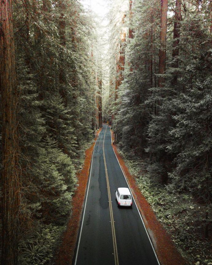 Avenue of the Giants