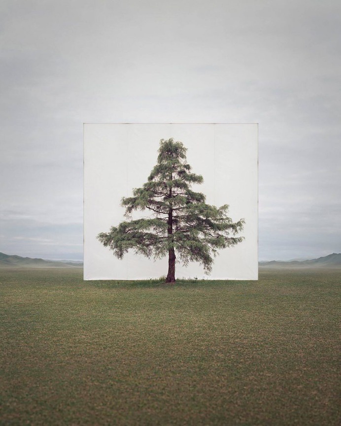 Framed Trees in South Korea by Myoung Ho Lee