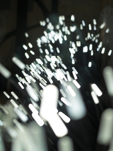 reeds | Flickr - Photo Sharing! #roosegarde #studio #installlation #art #light