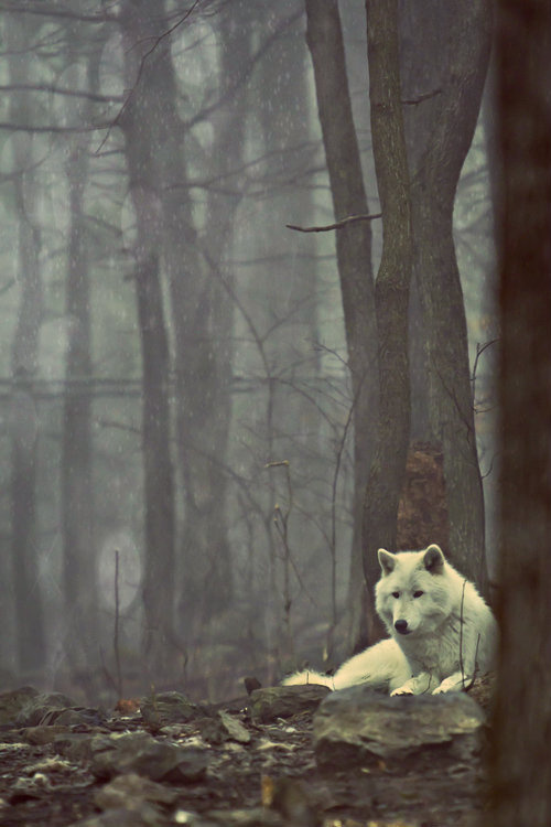 free #woods #canine #photography #wolf #forest #animal #trees #dog