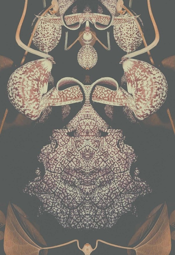 Altered Flora I #limited #edition #flora #print #poster #orchid #plant