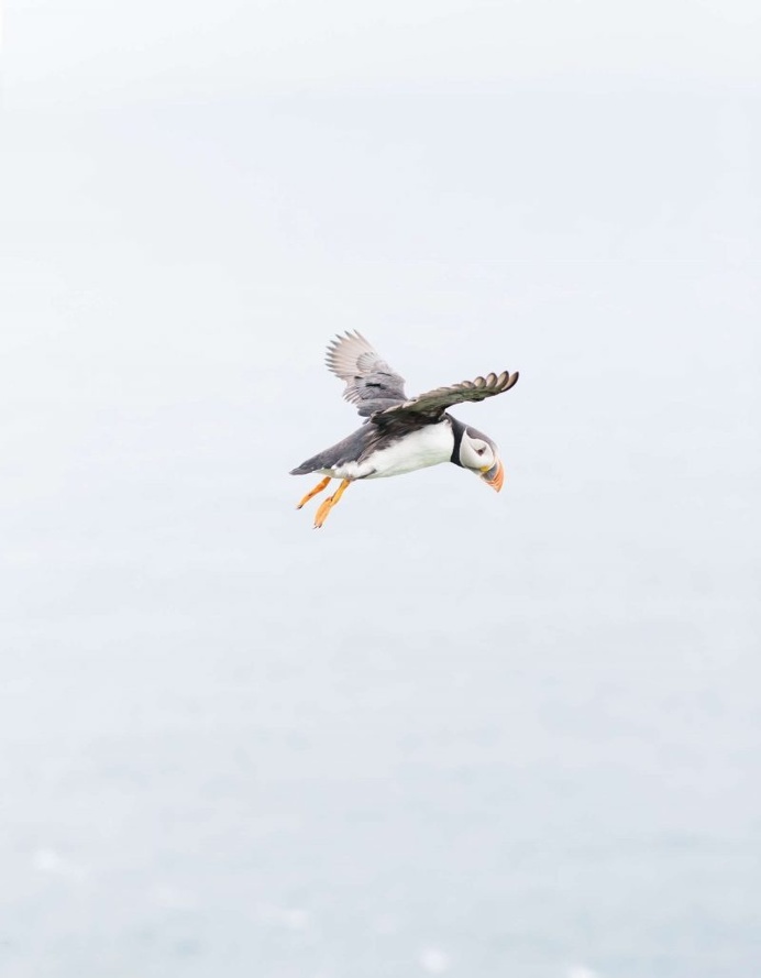 Kevin Faingnaert Documented a National Holiday in Tórshavn, Faroe Islands