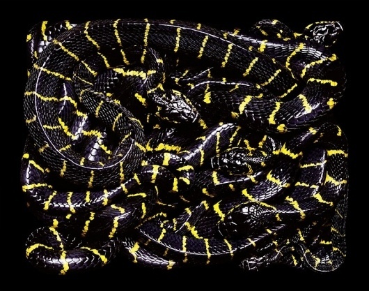 SERPENS #snakes #photography #serpents
