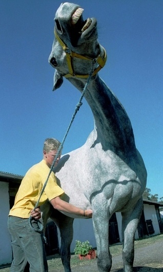 getting tickled | Flickr - Photo Sharing! #photography #horse