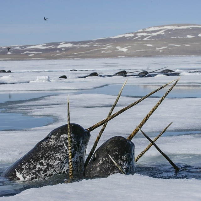 Unicorns #narwhal #natgeo #whales