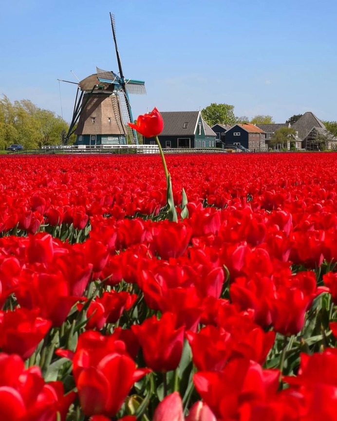 #pinktulips: Fantastic Flower Photography by Dirk Jan Piersma