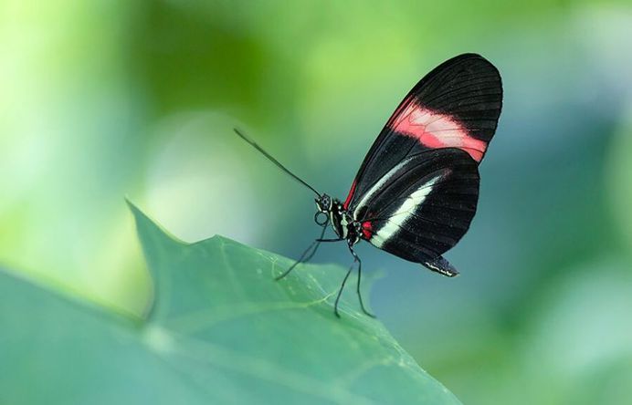 #macro_perfection: Macro Wildlife Photography by Franka Slothouber