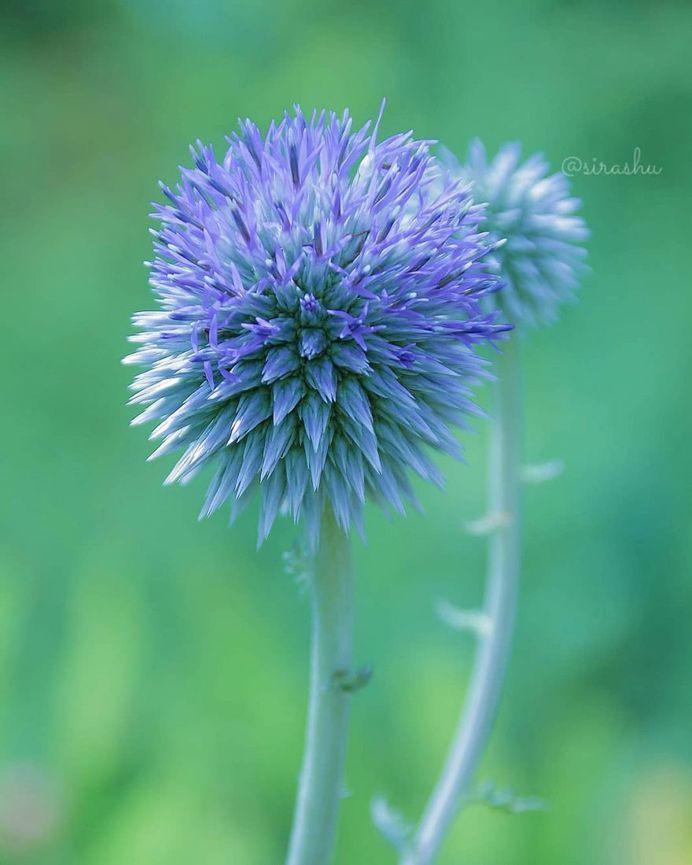 Beautiful Flowers Photography by Miyagawa Sirashu