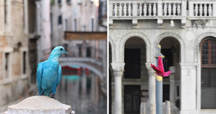 pigeon_11v2.jpg (818×435)