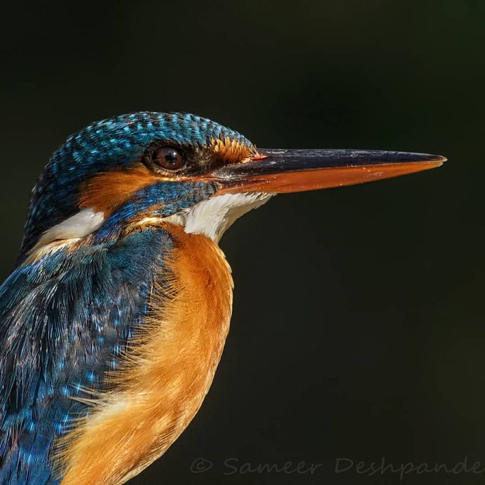 Beautiful Birds Photos of The World by Sameer Deshpande