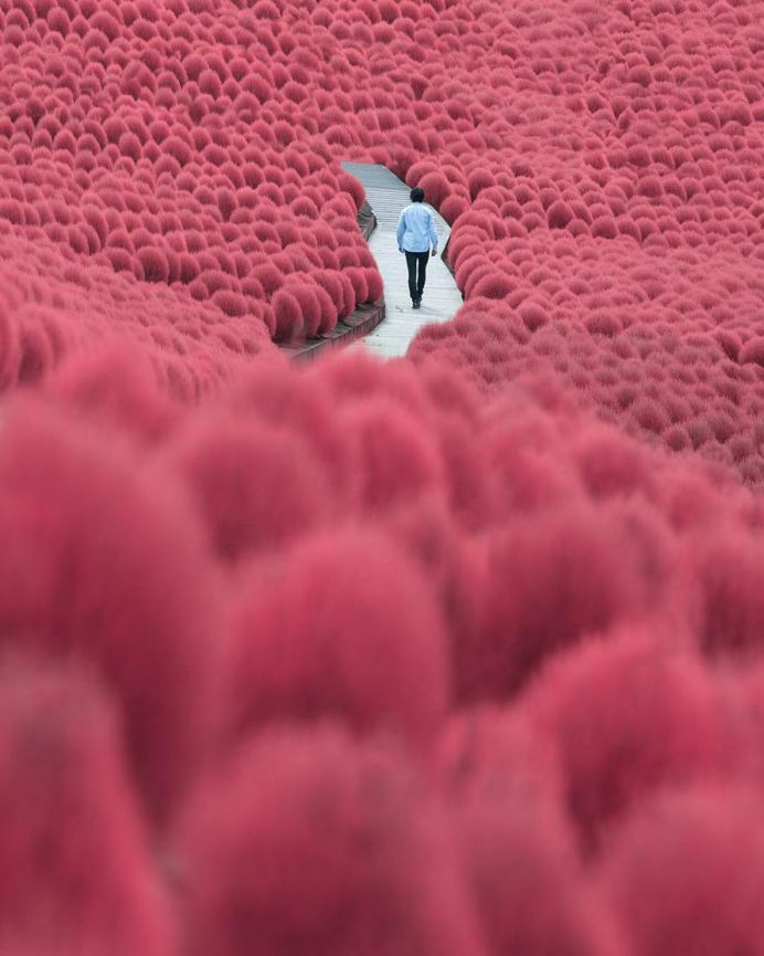 Colorful Autumn in Japan: Landscape Photography by Daisuke Uematsu