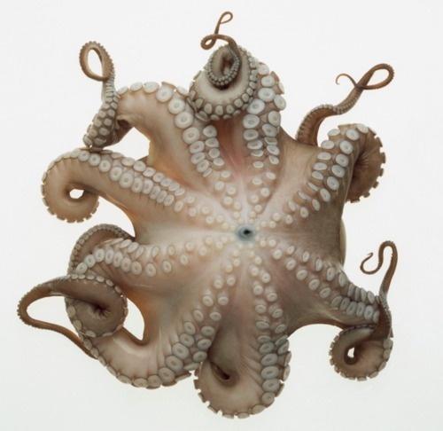 W E L L ※ F E D #octopus