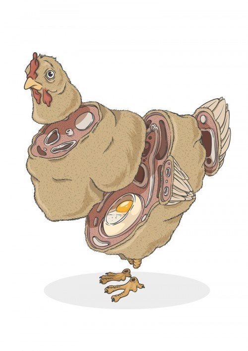 Alexandre Godreau - Sliced Creatures #egg #poultry #feathers #bird #dissected #illustration #chicken #sliced