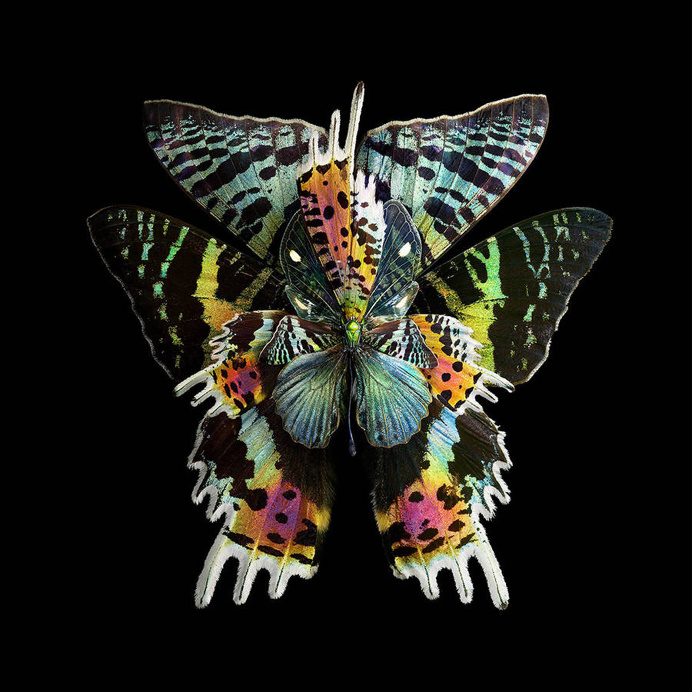 blooms of butterflies wings