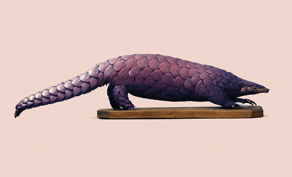 Vincent Fournier: Engineered Species — Collate #color