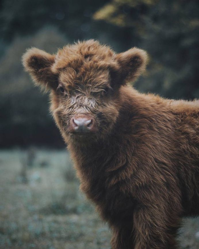 Dreamlike Animals Portrait Photography by Remo Jacobs
