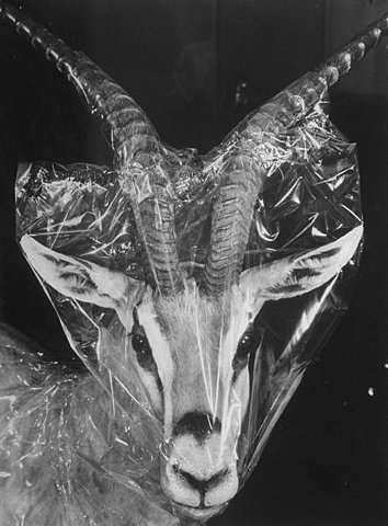 FFFFOUND! | Images from a Natural History Museum « #mask