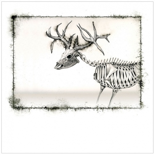 Deer Skeleton #illustration #skeleton #verkamp #ashley