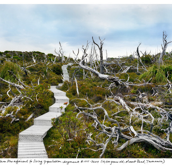 The Oldest Living Things in the World by Rachel Sussman #inspiration #photography #nature