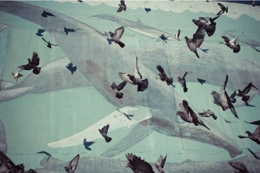 Google Reader (1000+) #birds #pigeons #whales