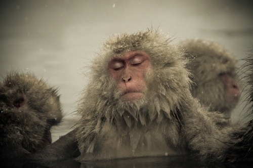 New York Fade #photography #animals