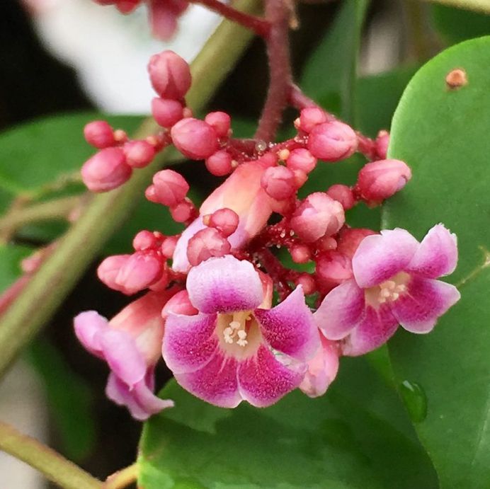 Averrhoa carambola flower picture