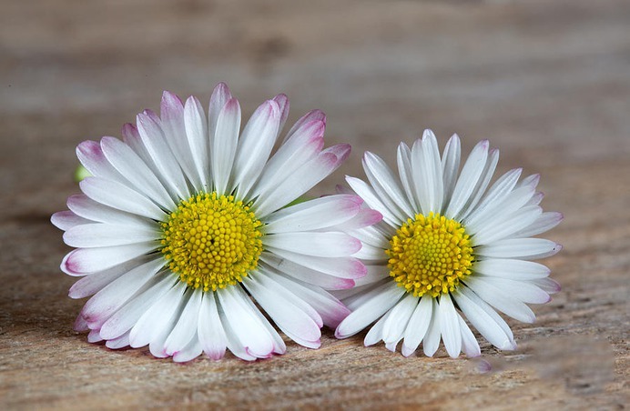 daisy painting & daisy paint by number #painting