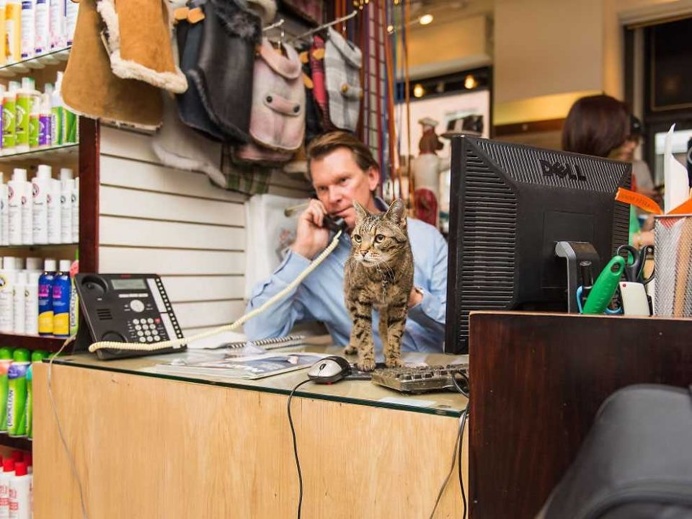 Shop Cats of New York by Andrew Marttila