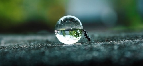 amazing-ant-pushing-water-drop.jpg (500×232) #macro #water #ant