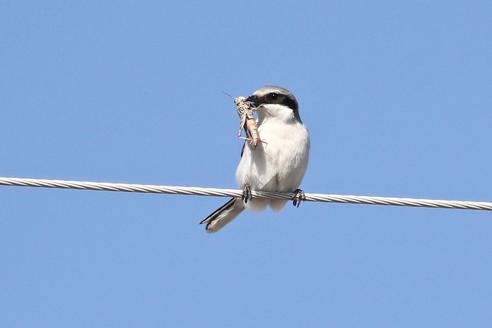 Loggerhead Shrike