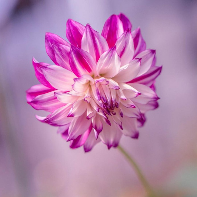 Hisashi Suga Captures The Beauty of Japan's Brilliant Wildflowers