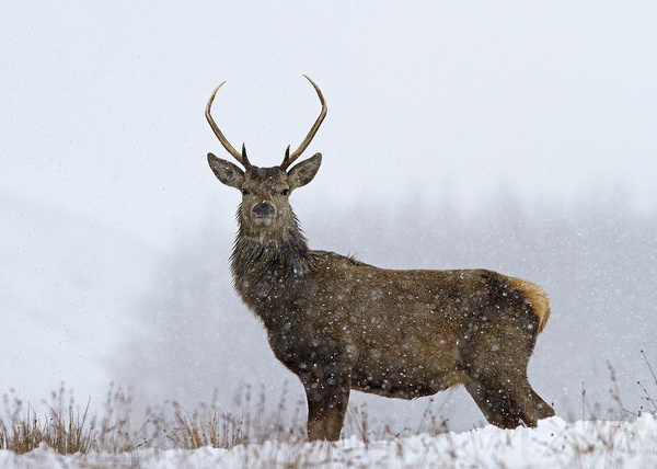 All sizes | Red Deer in snow | Flickr Photo Sharing! #deer #red #snow #winter