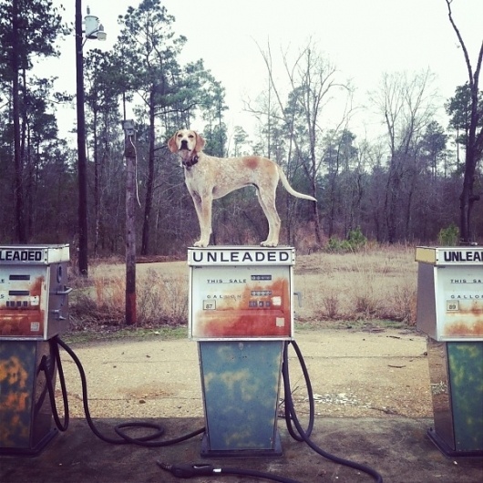 Design You Trust – Design and Beyond! #top #retro #on #gas #dog