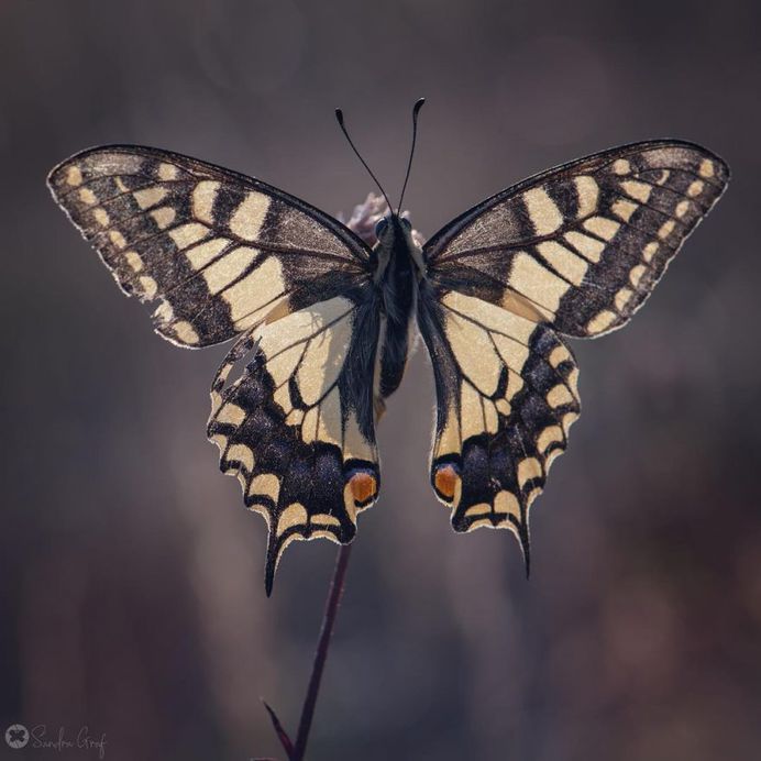 Beautiful Butterfly Pictures by Sandra Graf