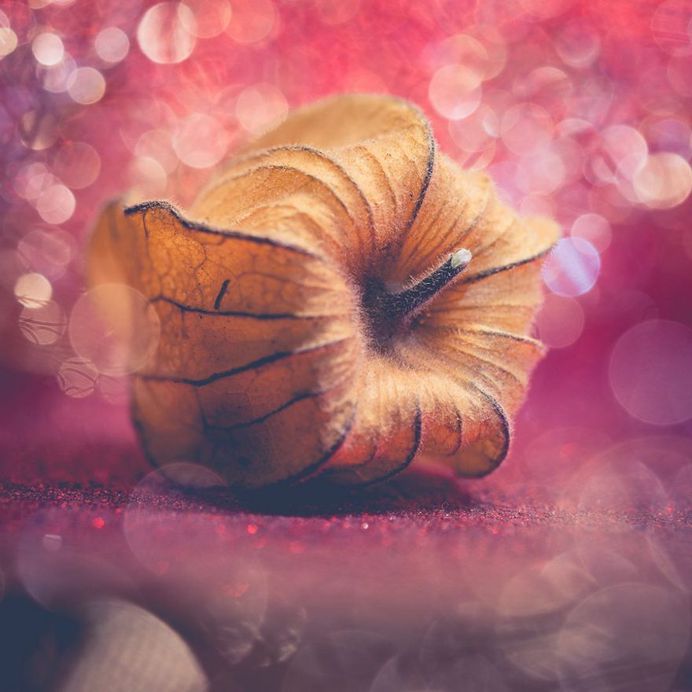 #instaflower: Beautiful Flower Photography by Marie Rich
