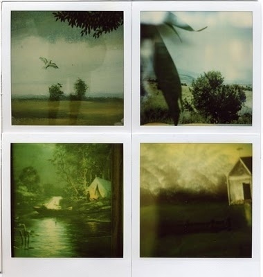 The Collective Loop #polariod #fella #photography #ed #vintage #nature