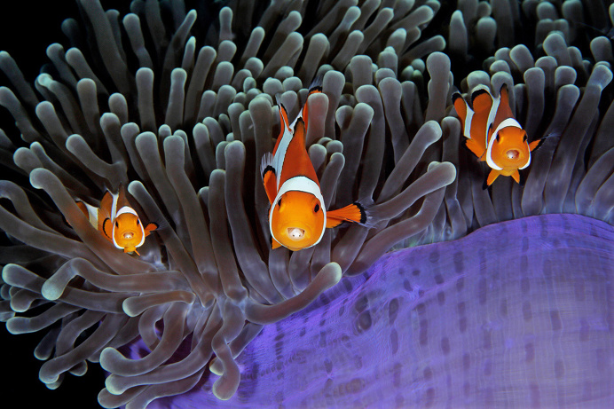 The Stunning Winners Of The 2017 Underwater Photographer Of The Year