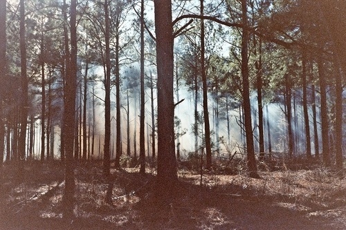 Enjoying This #wood #photography