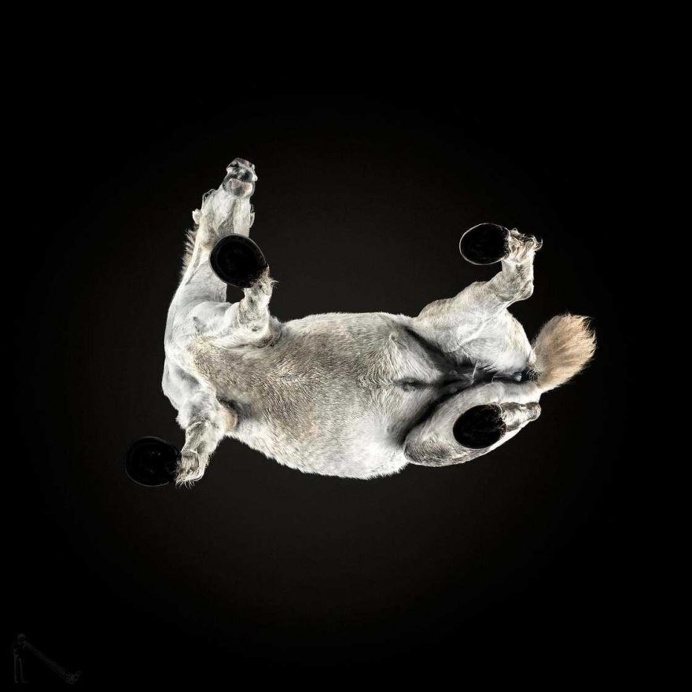 Under Horse: Andrius Burba Captures The Unseen Underside of Horses