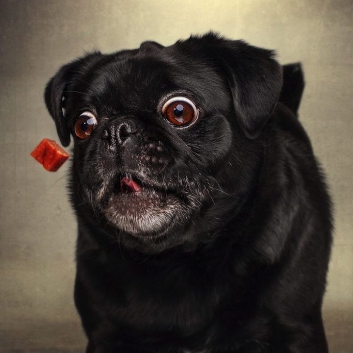 Christian Vieler Captures Hilarious Portraits of Dogs Catching Treats