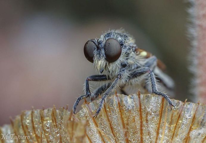 Insanely Detailed Macro Images of Insects by Mev Tapiero