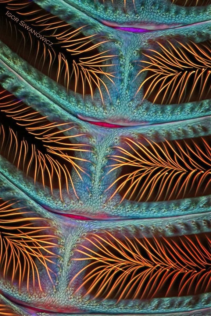 Mindblowing Macro Photography of Insect Appendages by Igor Siwanowicz