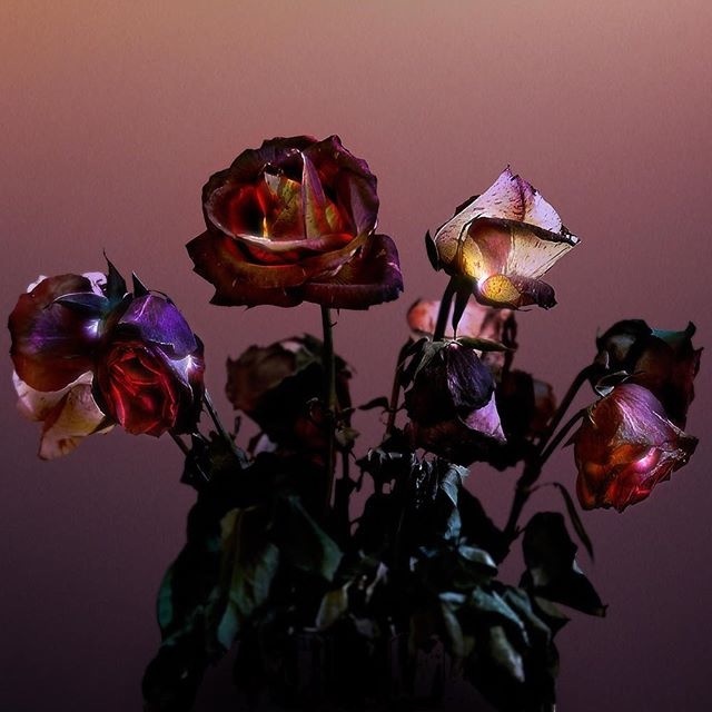 #rose #flowers #photography #composite #poster #floral