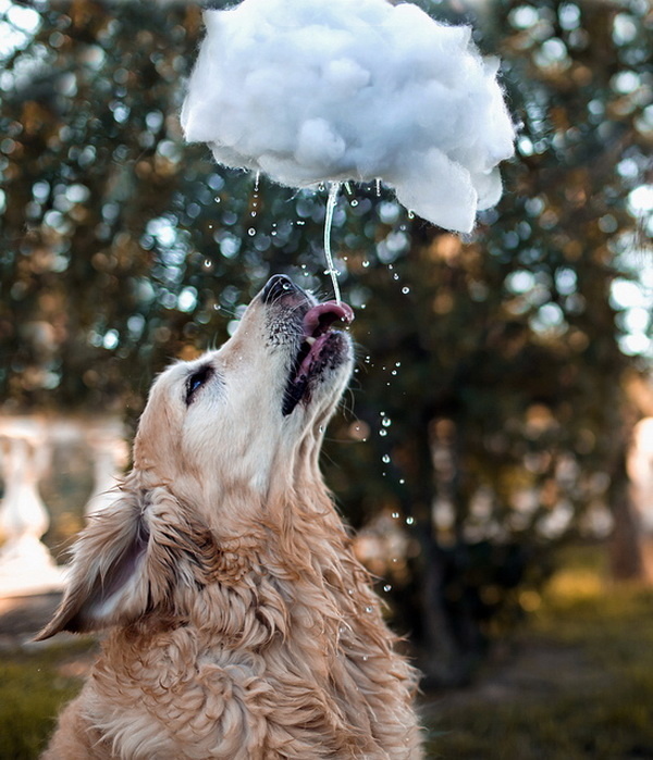 DOG PICTURES BY CANDICE SEDIGHAN