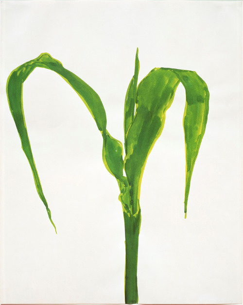 ellsworth kelly | corn, plant drawings