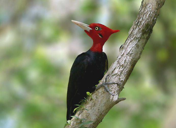 #planetbirds: Incredible Bird Photography by Lindolfo Vieira Souto
